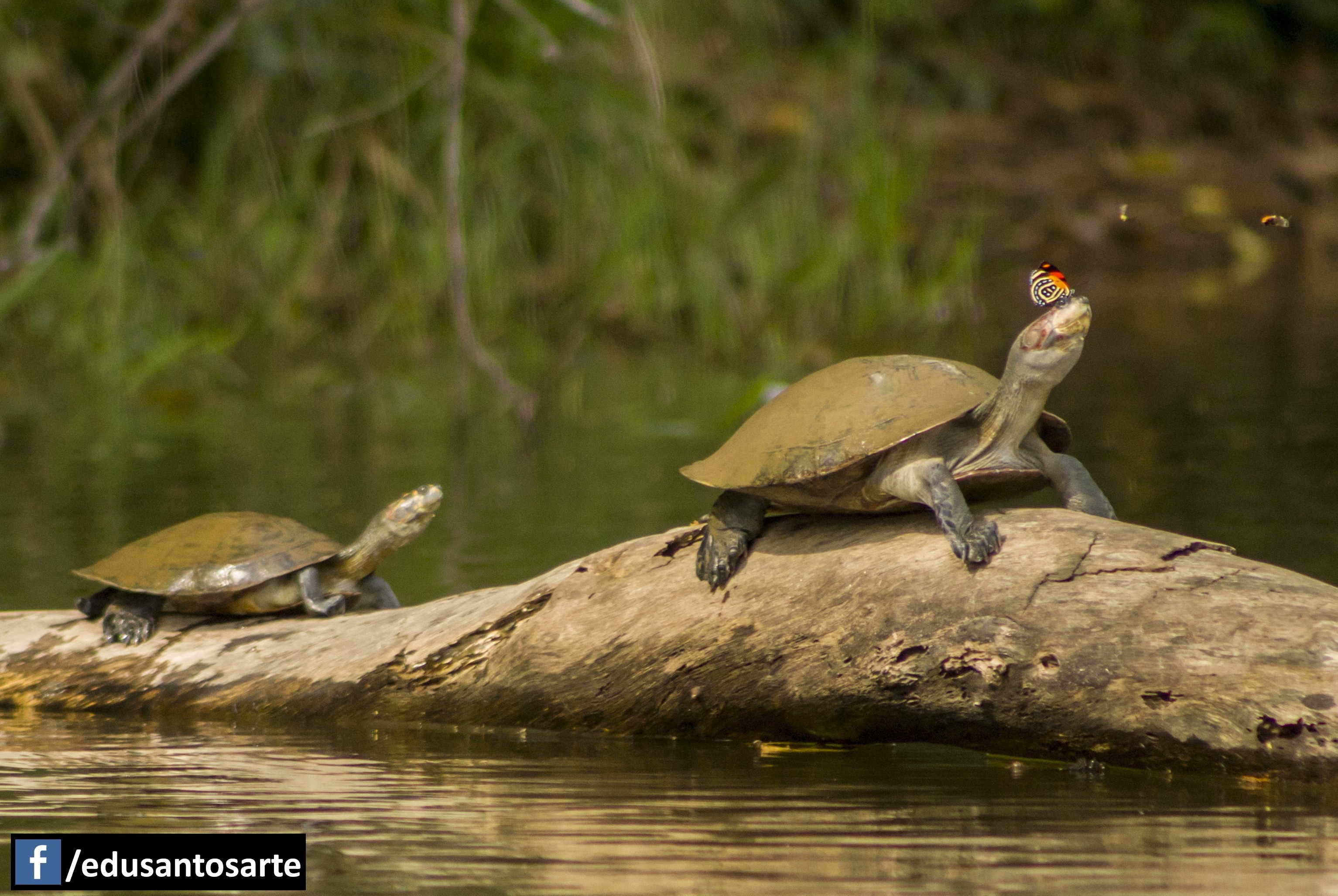 Incubadoras que protegen a las tortugas Taricaya