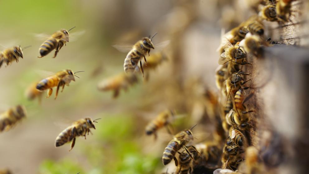 Una vacuna para las abejas contra el «apocalipsis de los insectos»