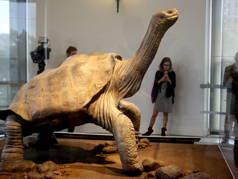 Descifran el genoma de la emblemática tortuga Solitario George