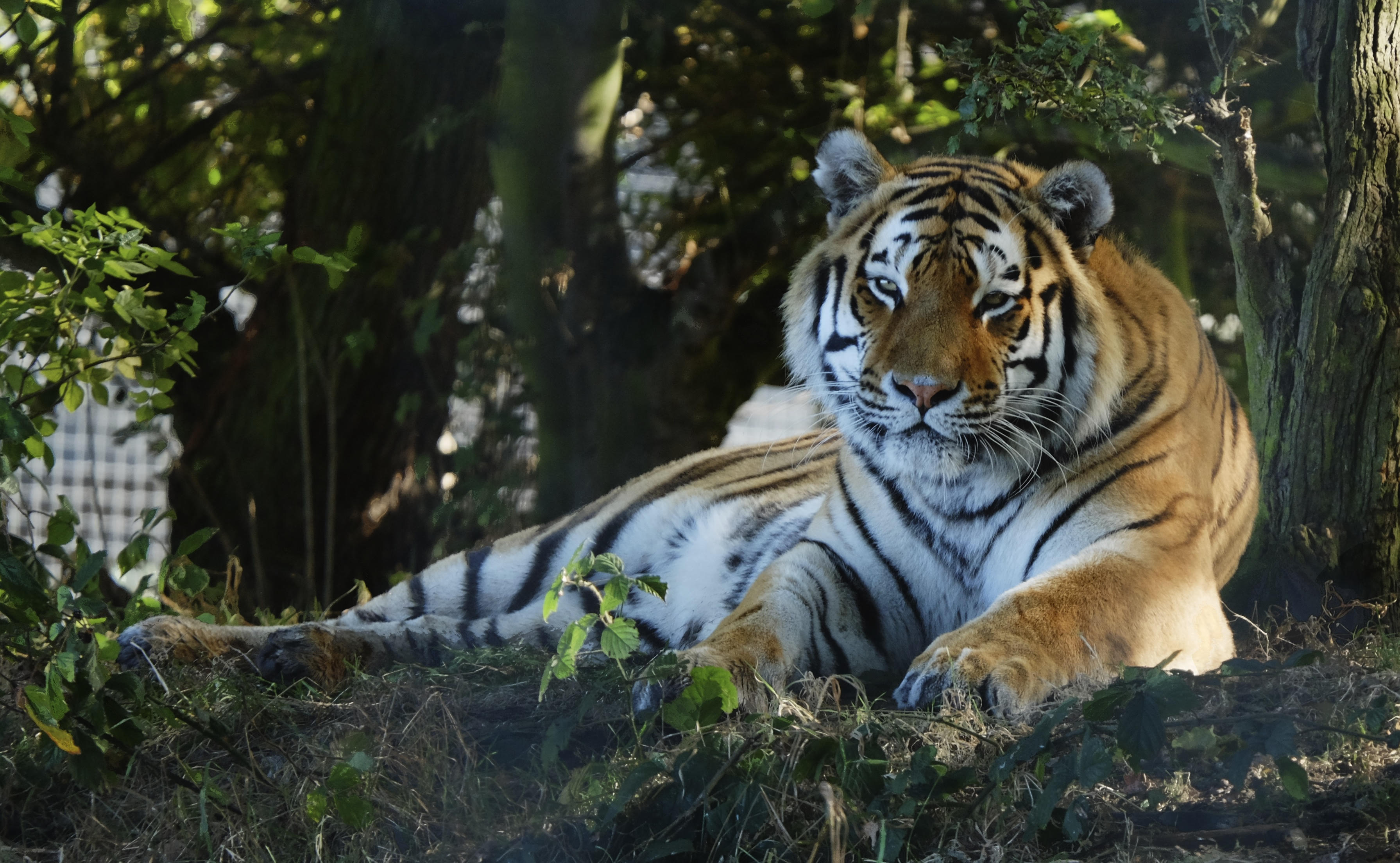 El declive de la fauna afecta todo el Planeta