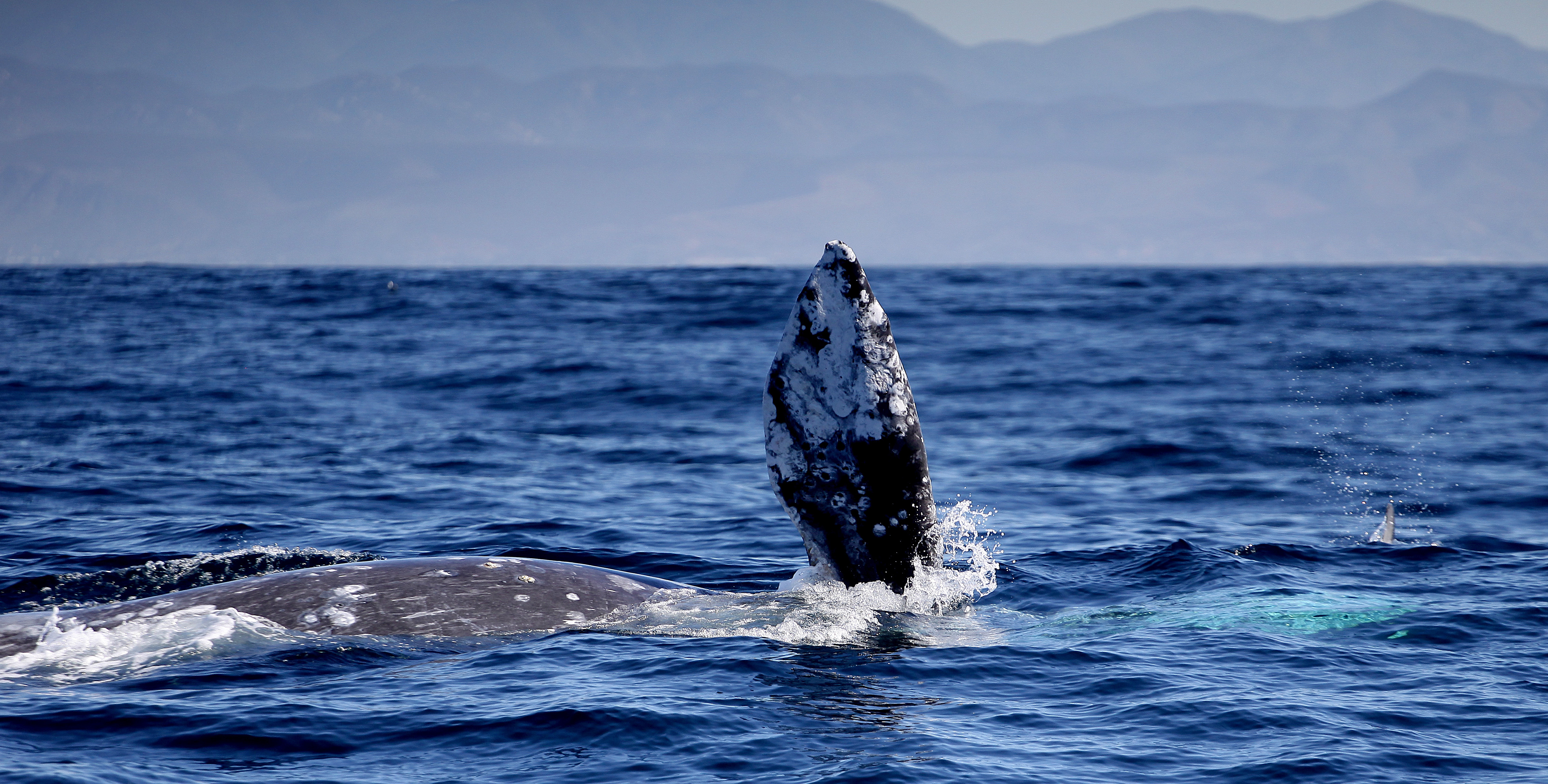 La ballena gris llega a los santuarios mexicanos