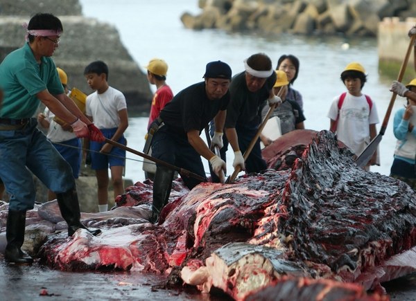 En Japón la caza de ballenas es «un estilo de vida»