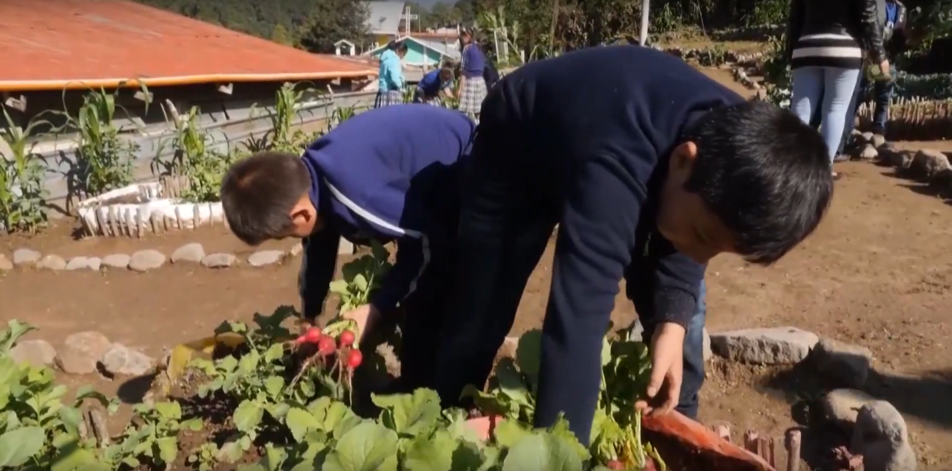 El ABC de un huerto escolar sostenible