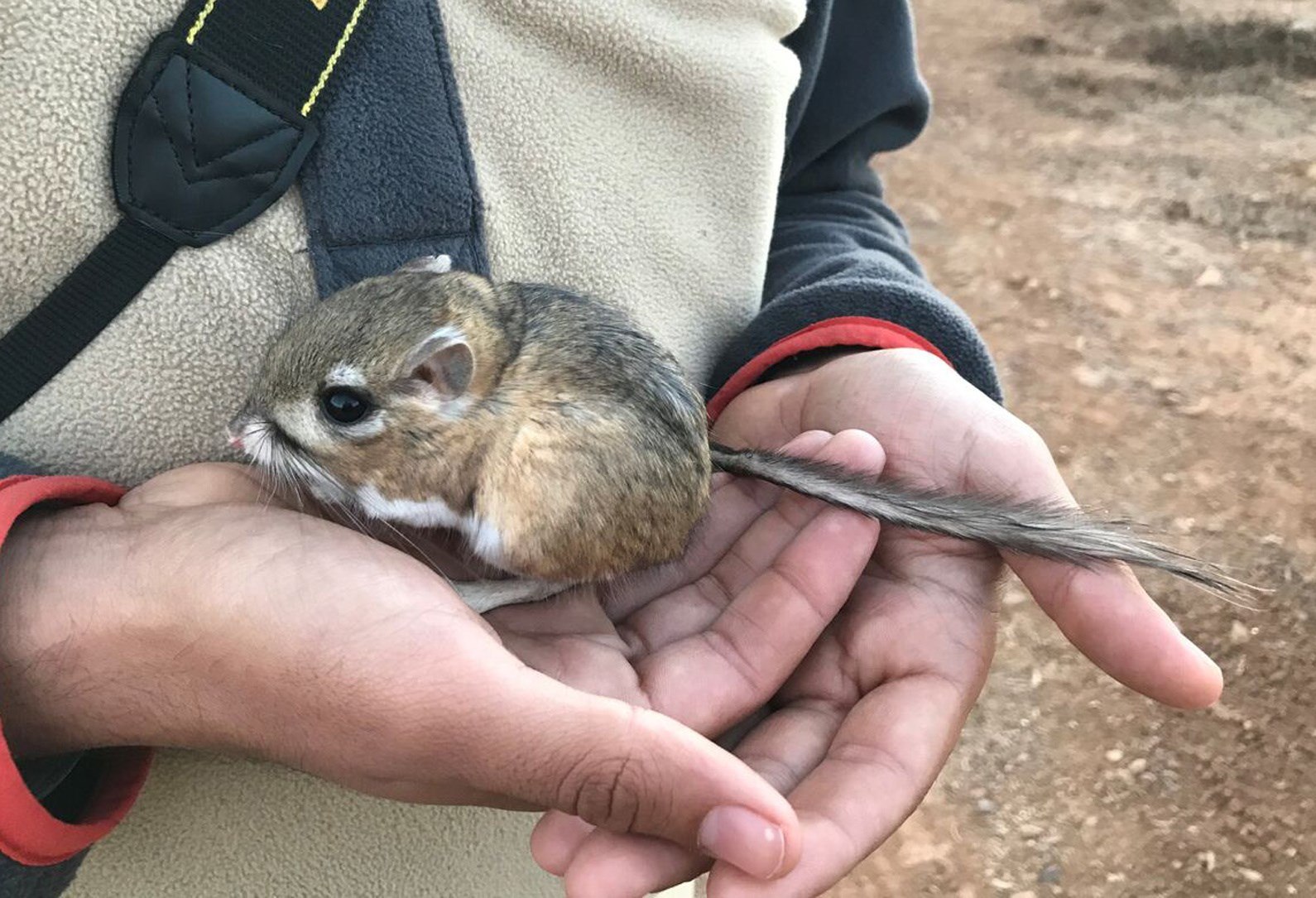 Desalinizadora amenaza conservación de rata canguro