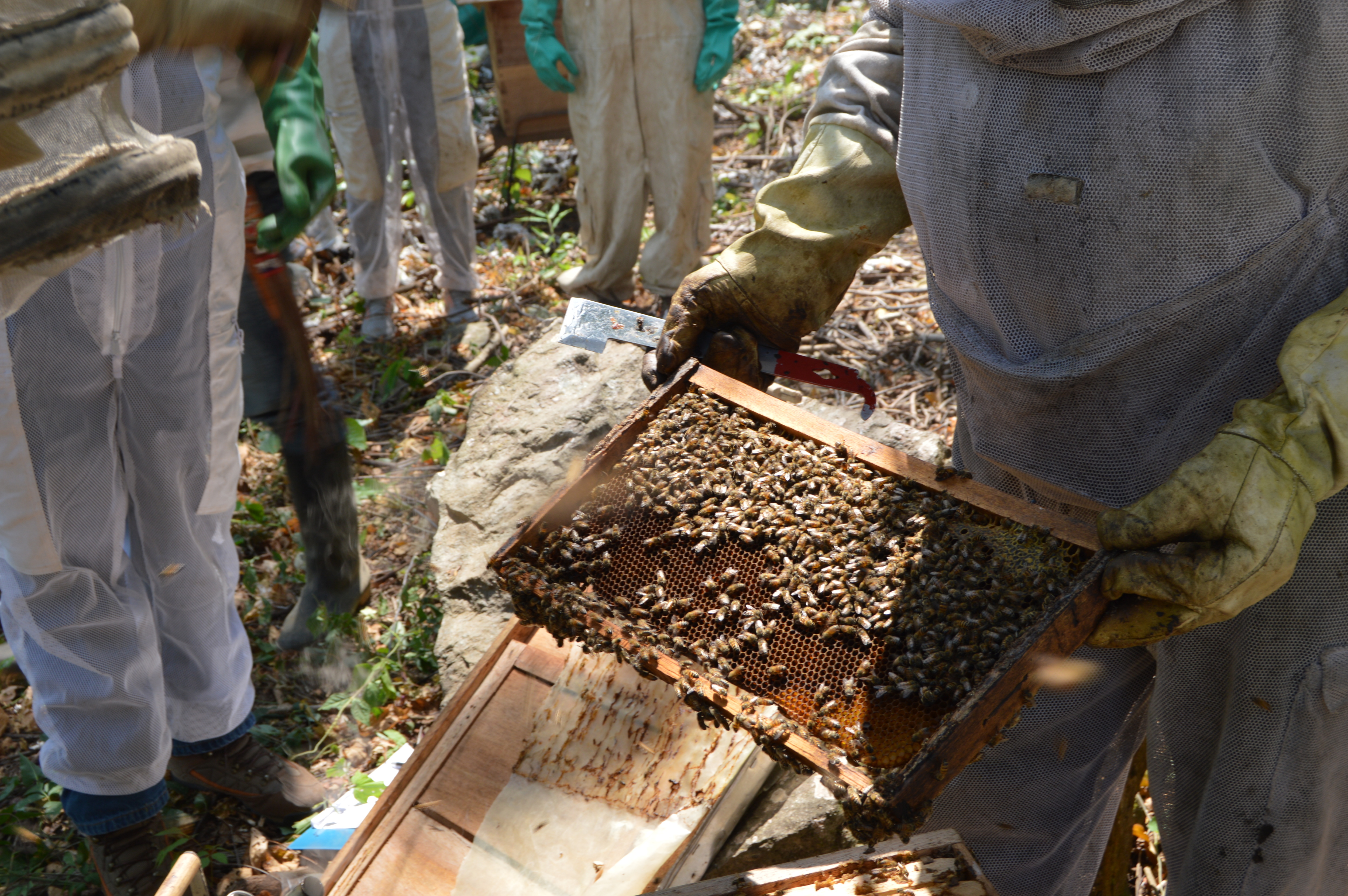 Investigan envenenamiento de millón y medio de abejas