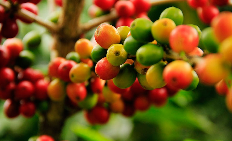 El 60% de las variedades de café silvestre está en peligro de extinción