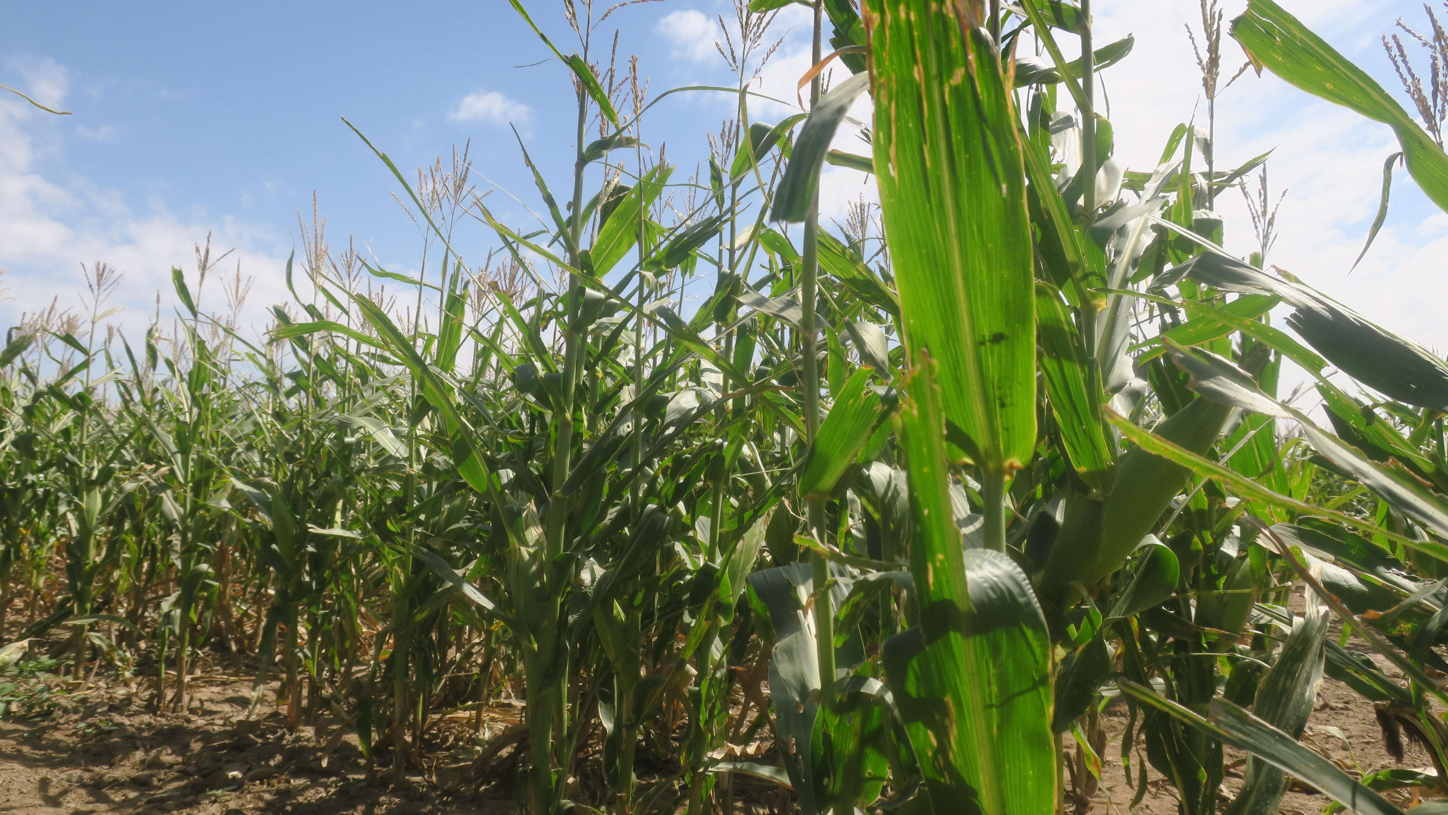 El maíz guarda secretos para mejorar la producción de biocombustibles