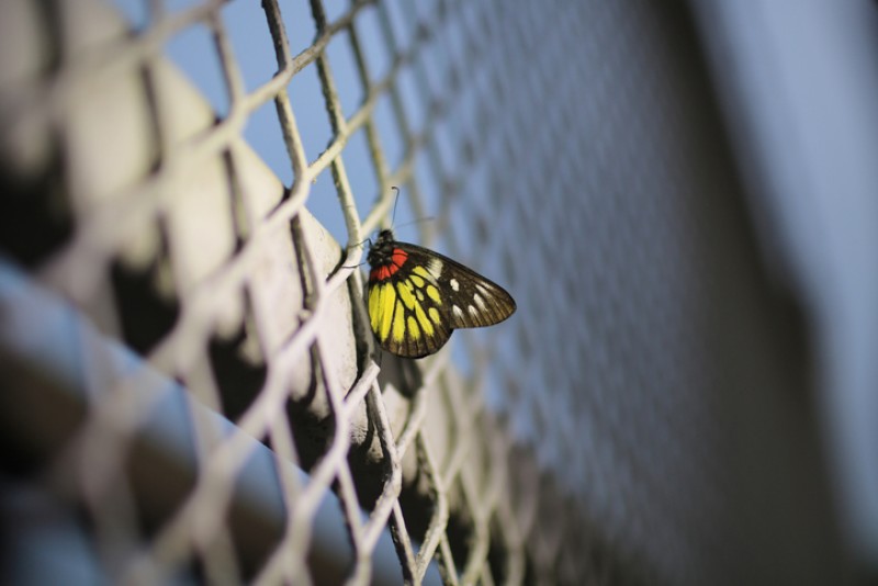 Las mariposas, inesperadas víctimas del muro de Trump