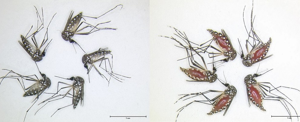 Un nuevo tipo de repelente de mosquito que proviene de las bacterias