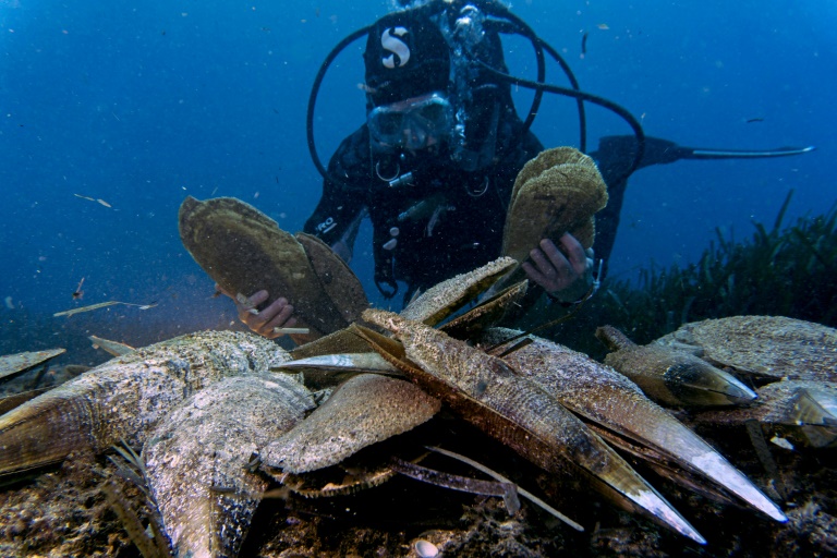 El molusco más grande del mundo agonizan en el Mediterráneo