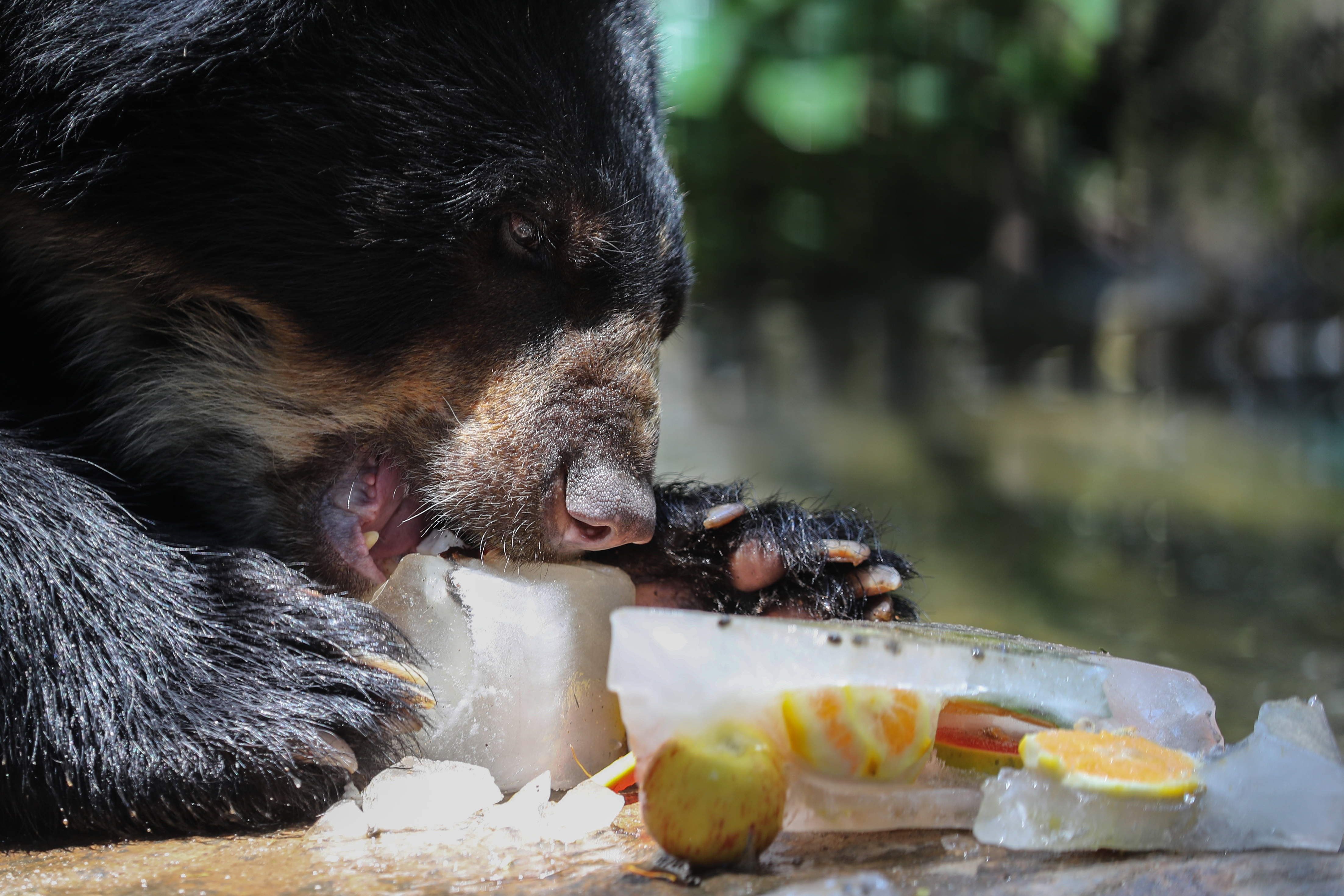 Los animales del zoológico son refrescados con helado