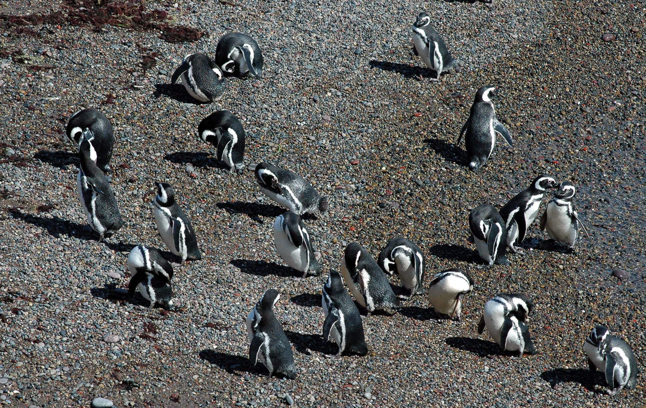 Alertan de los riesgos para la viabilidad de los pingüinos de Magallanes