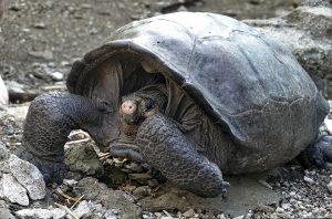Chelonoidis phantasticus