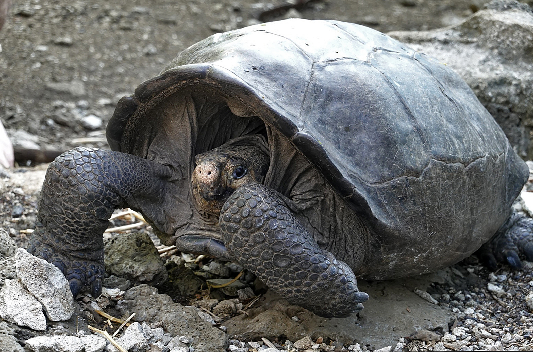 Encuentran tortuga gigante considerada extinta en Ecuador