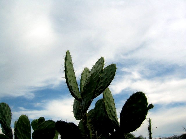 Nopal y tuna reviven a un pueblo en Argelia