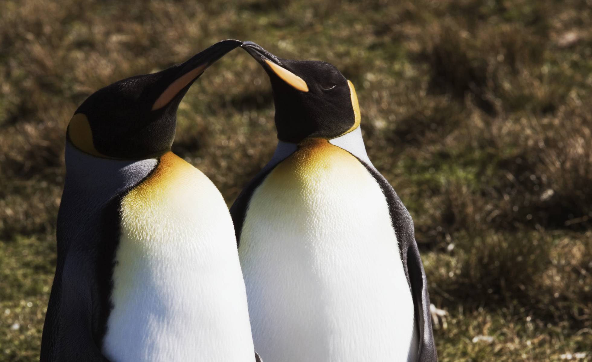 Dos pingüinos gais, los mejores padres