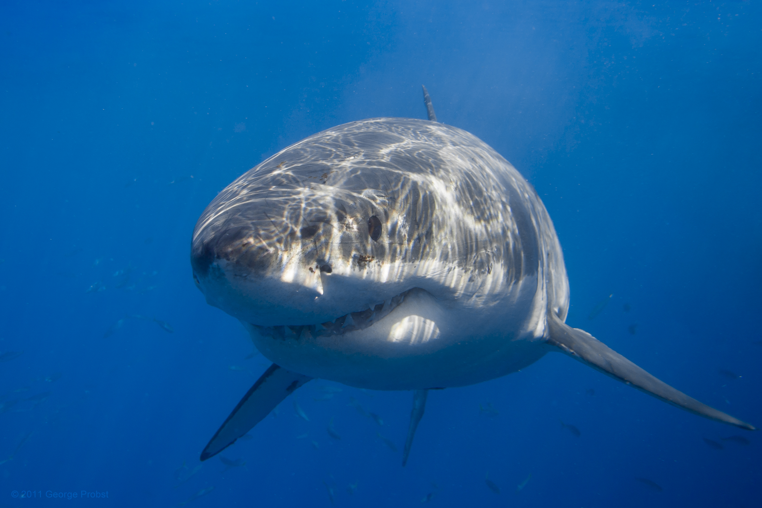 Logran decodificar el genoma completo del gran tiburón blanco