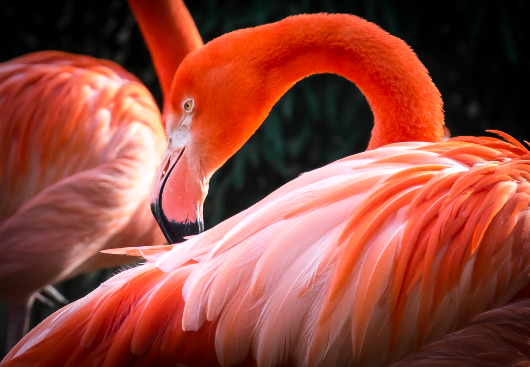 Los drones, aliados en la preservación de flamingos