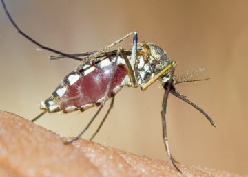 Mosquiteros impregnados de medicamento contra el paludismo