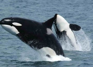 Rusia promete liberar a decenas de orcas y belugas