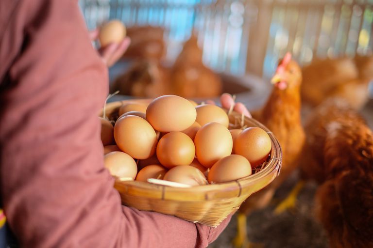 Huevos de gallina con proteínas humanas para producir medicamentos