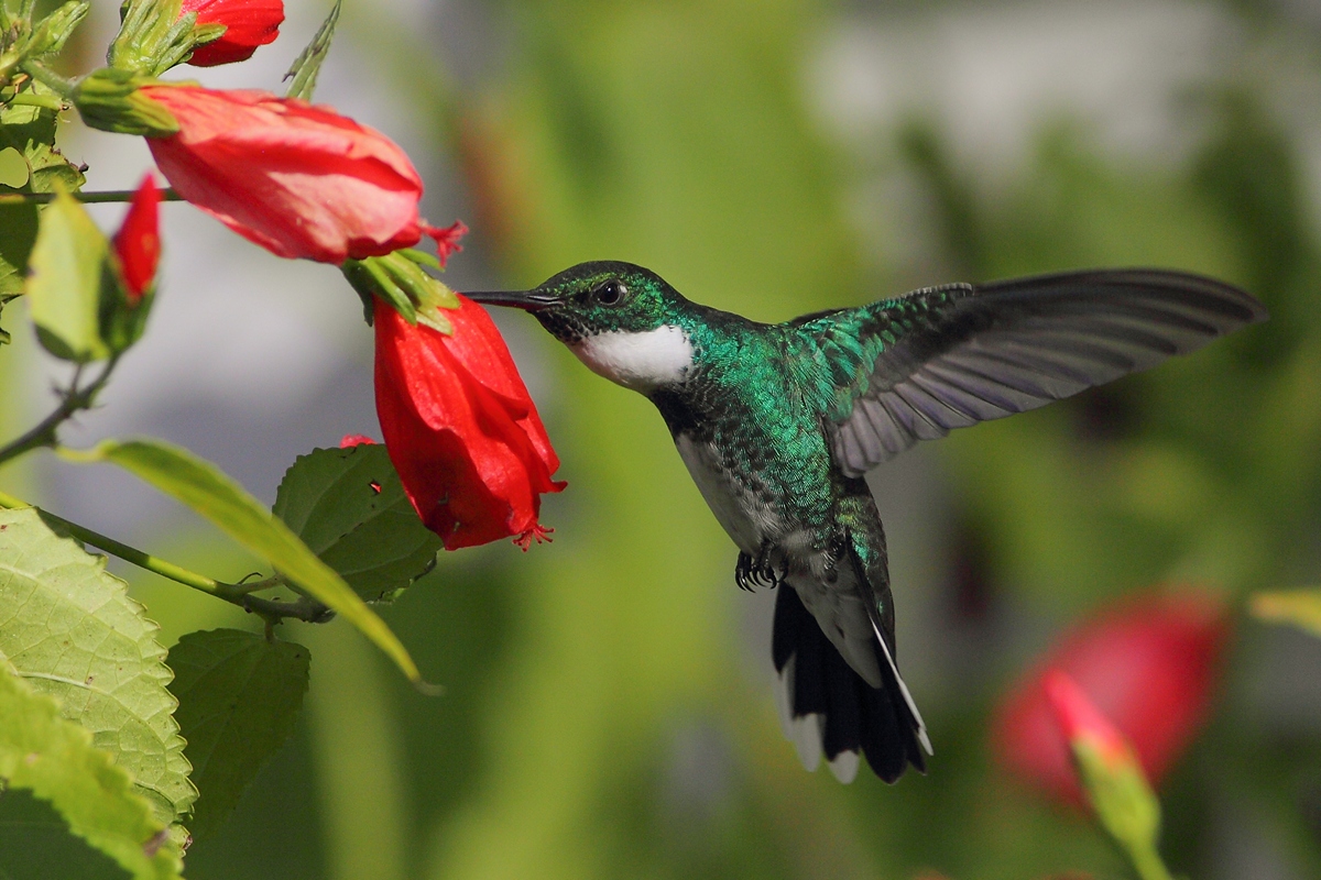 Al rescate de colibrís para la polinización