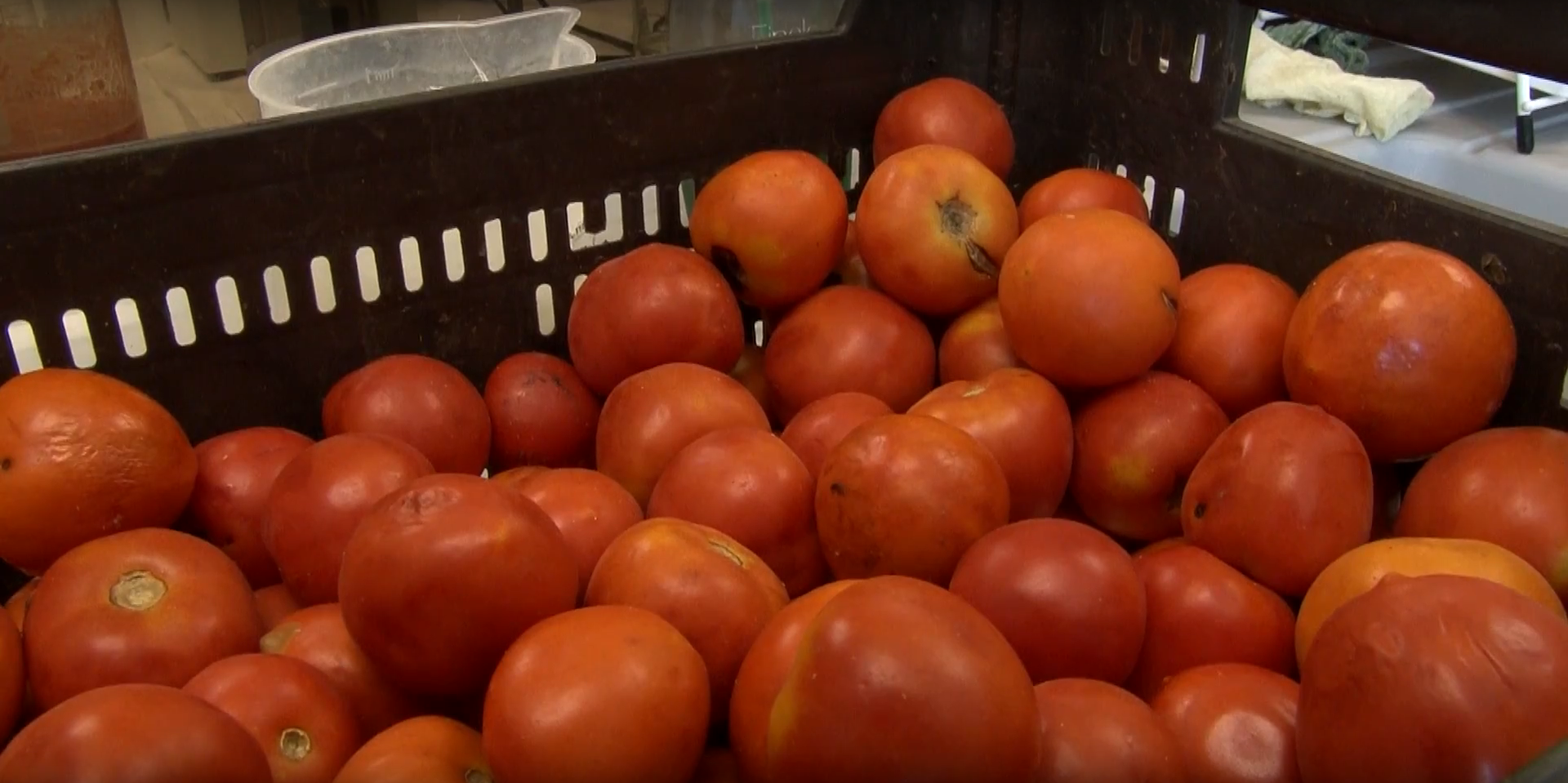 La huella genética del tomate valenciano