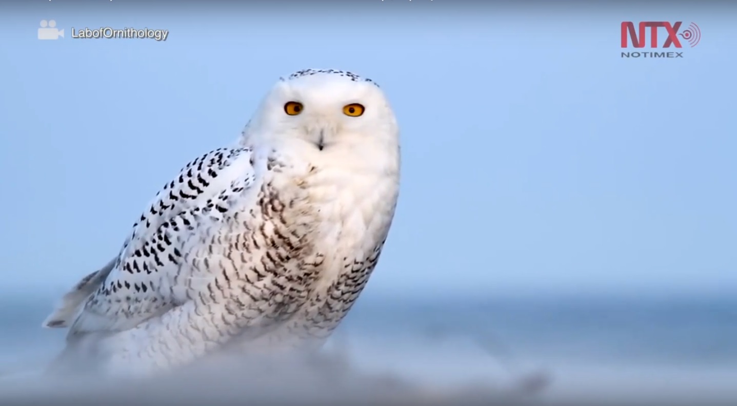 Para la NASA, todas las aves cuentan