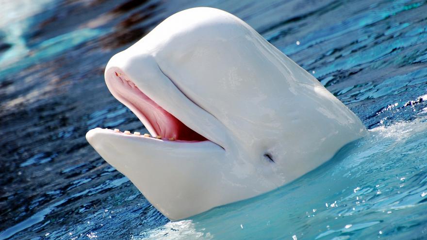 Rusia promete liberar a decenas de orcas y belugas