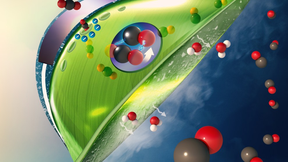 Hojas artificiales, del laboratorio al medio ambiente