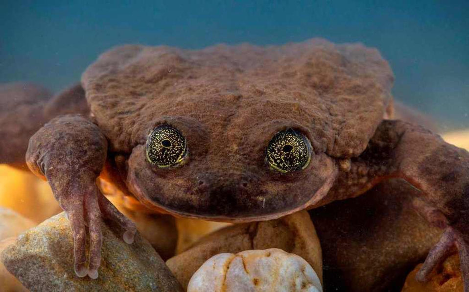 Postergan apareamiento de ranas sehuencas en Bolivia