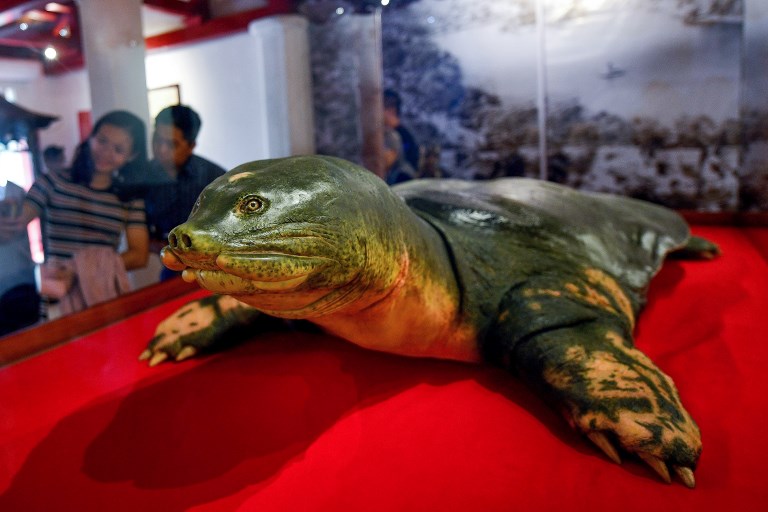 Tortuga sagrada embalsamada para la eternidad en Vietnam