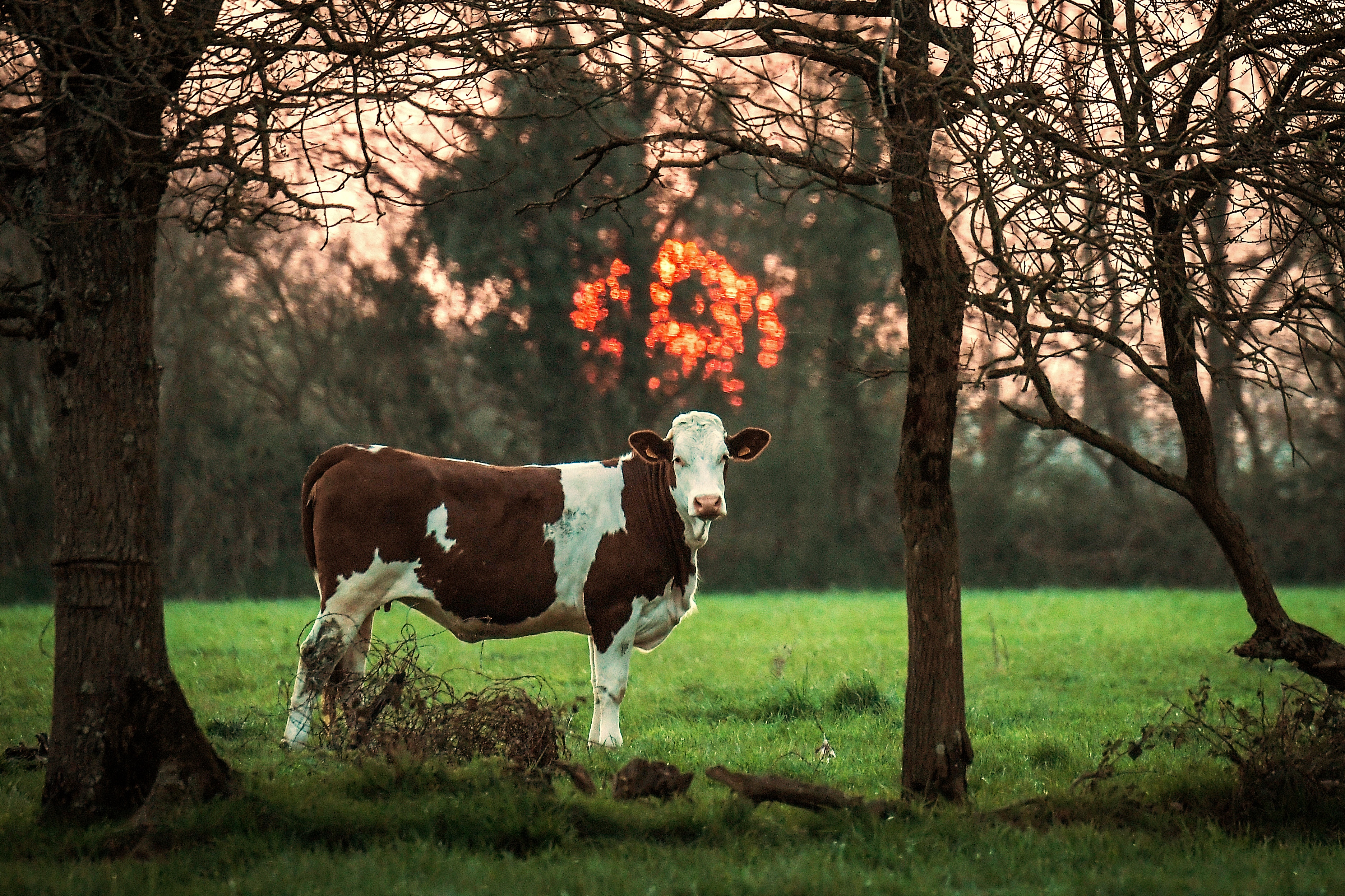 Holanda inventa un orinal para vacas que reducirá las emisiones de gas