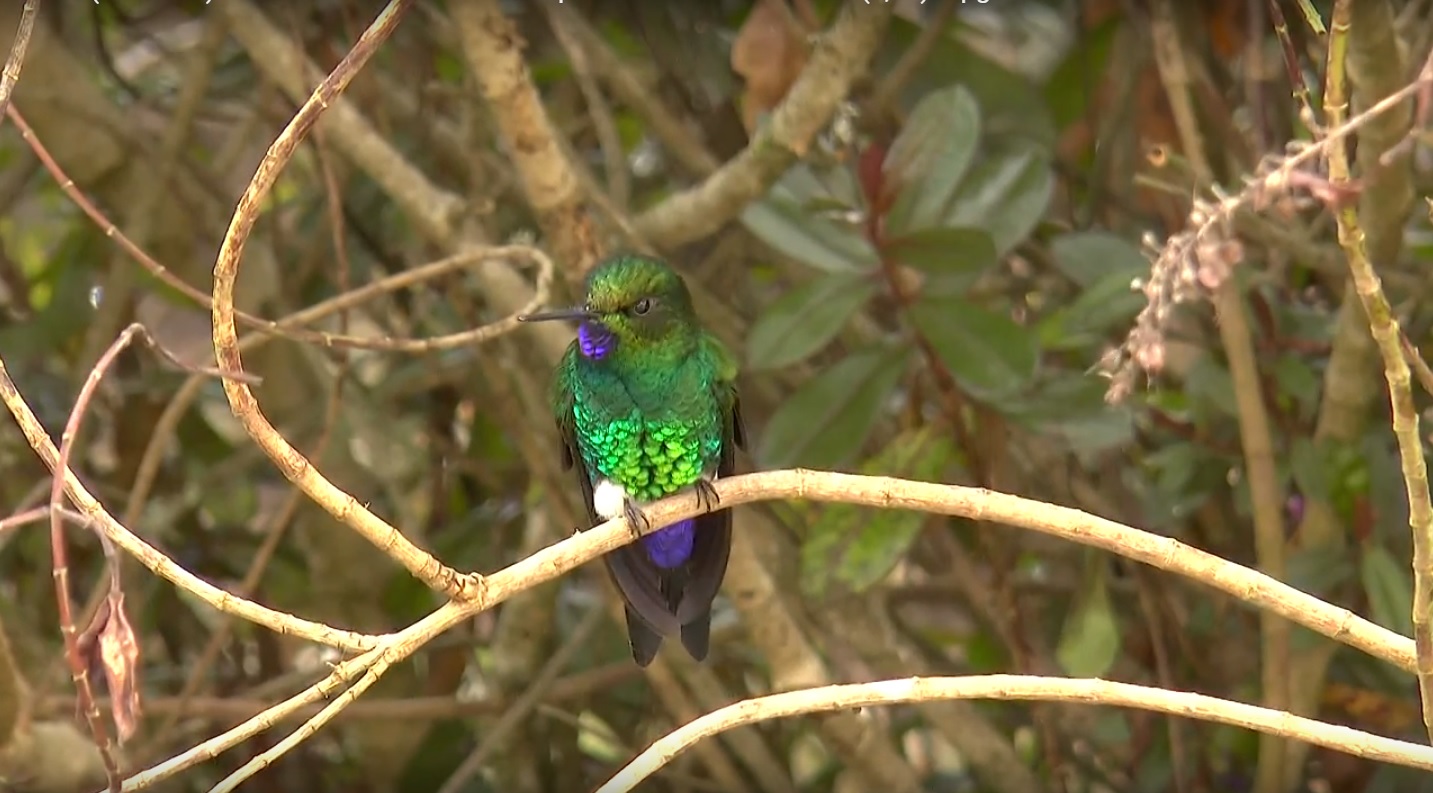 El santuario de colibríes más grande se encuentra en Bogotá