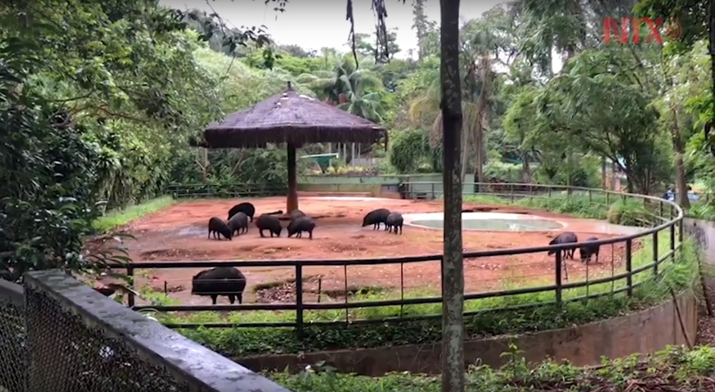 Celebran 60 años del Zoológico de Sao Paulo, el más grande de Latinoamérica