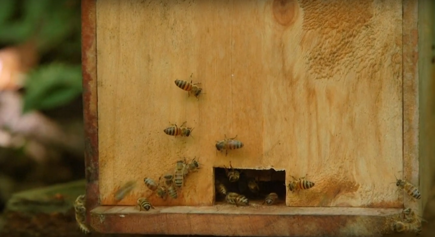 Los pesticidas están acabando con las abejas