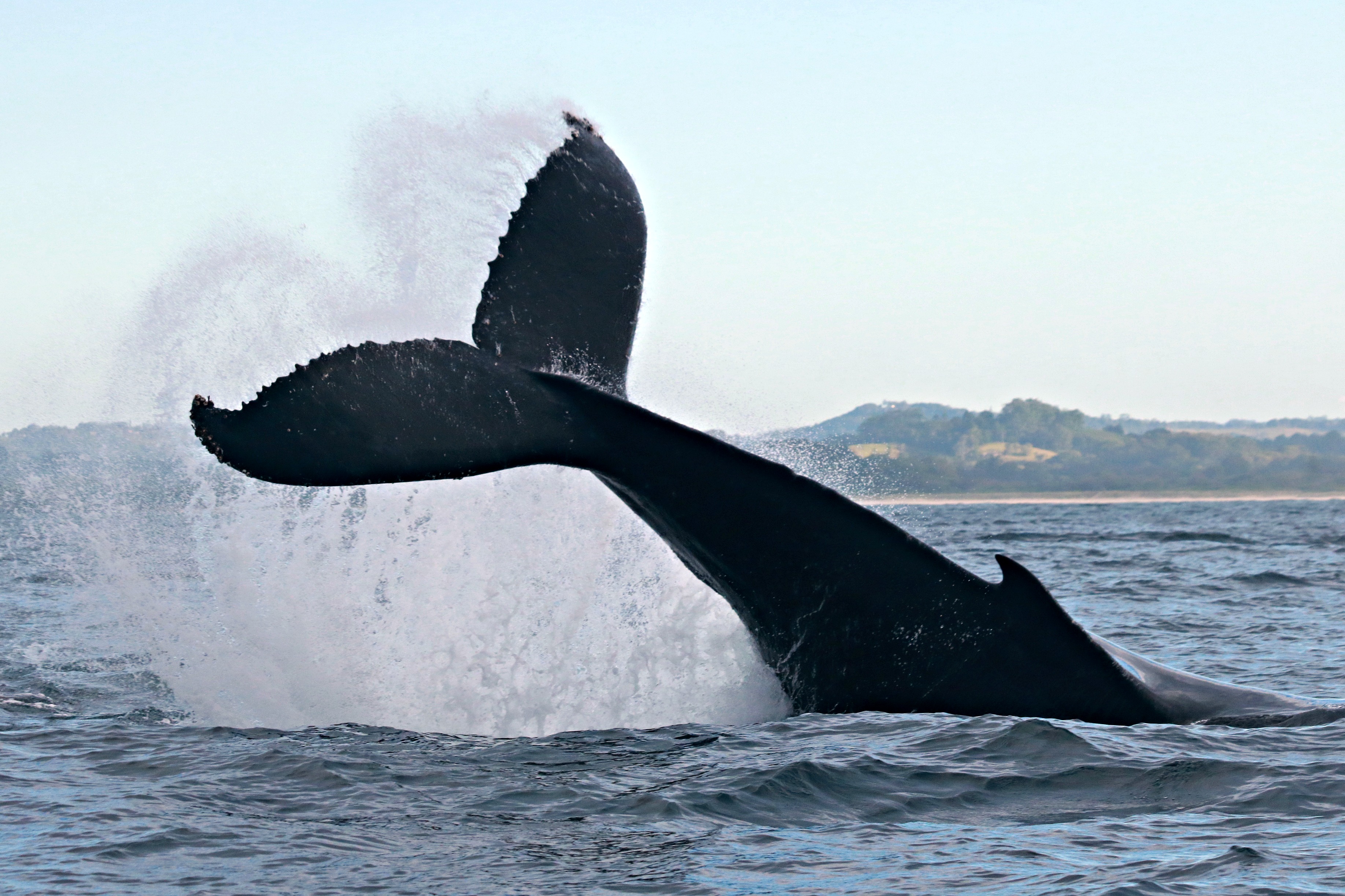 El cambio climático ya es un peligro para las ballenas jorobadas de la Patagonia