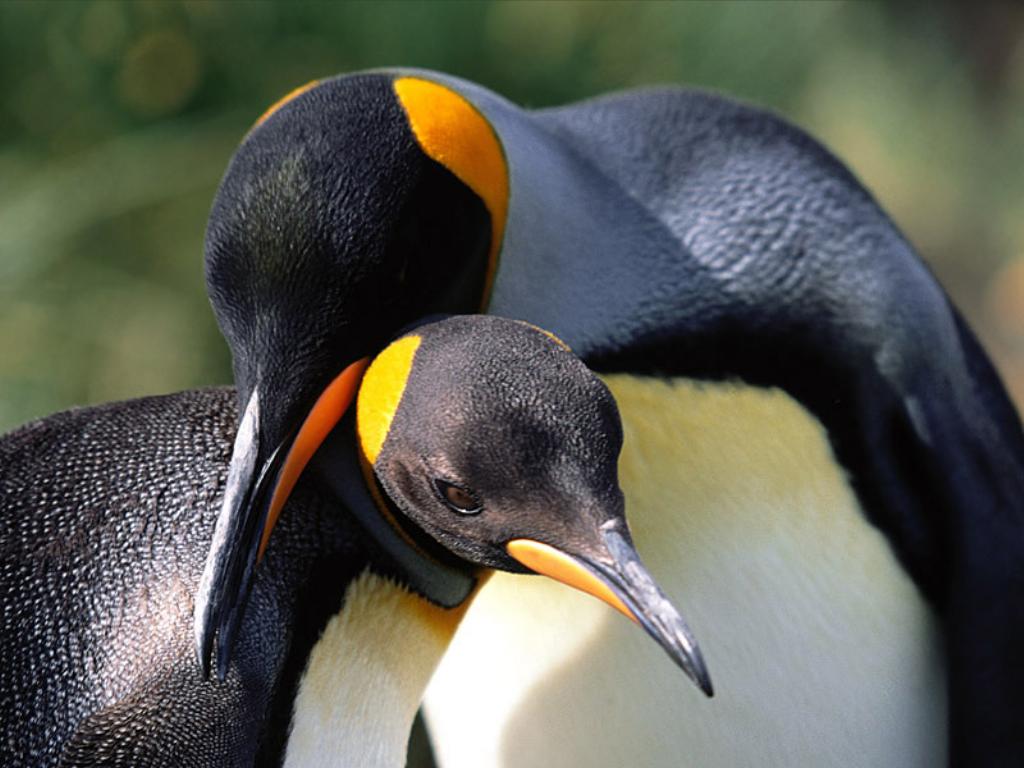 Cambio climático afecta a los pingüinos del Estrecho de Magallanes.