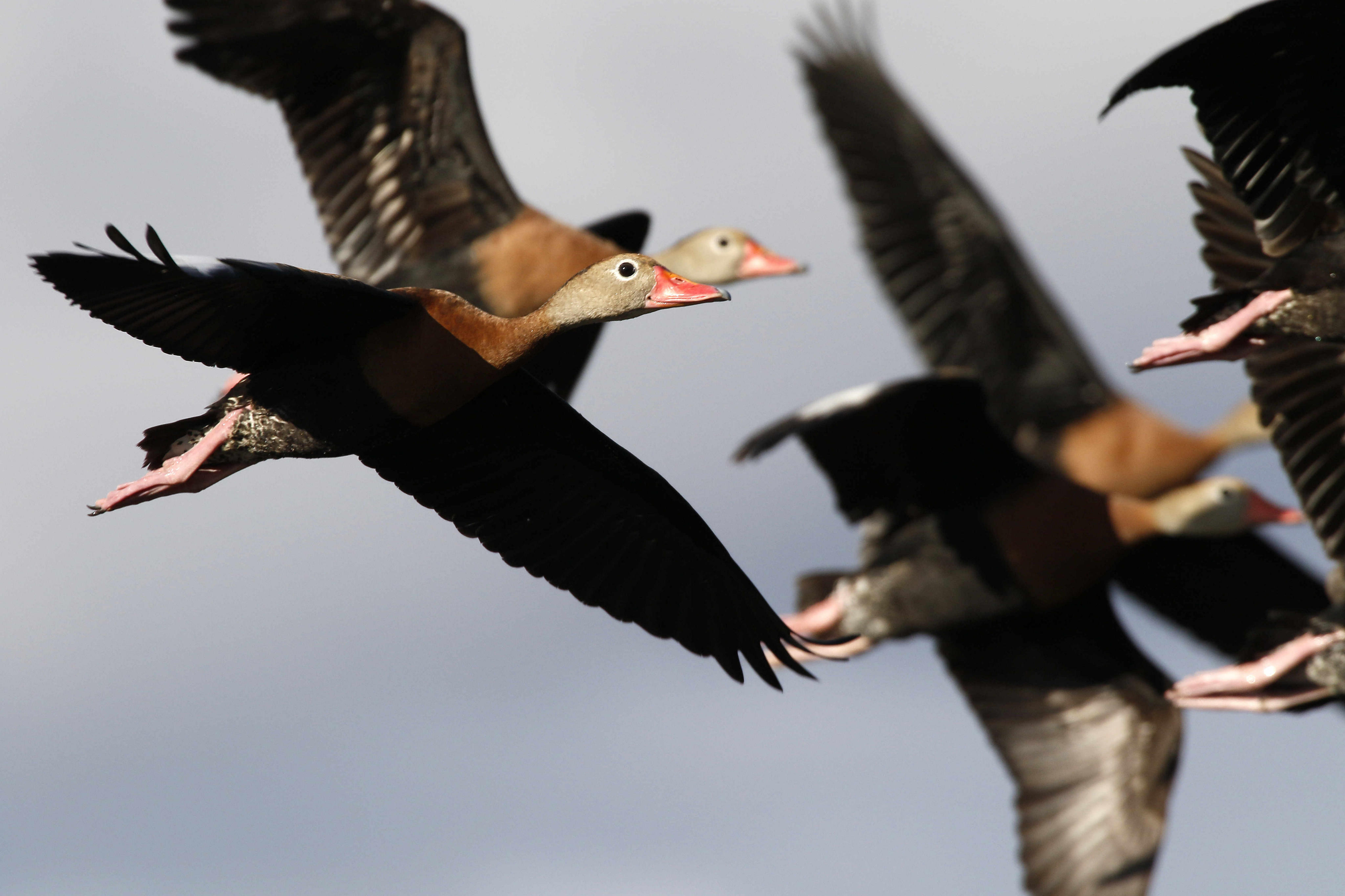 México y Centroamérica regulan el tráfico de especies con talleres