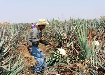 El tequila mexicano se protege contra los efectos del cambio climático