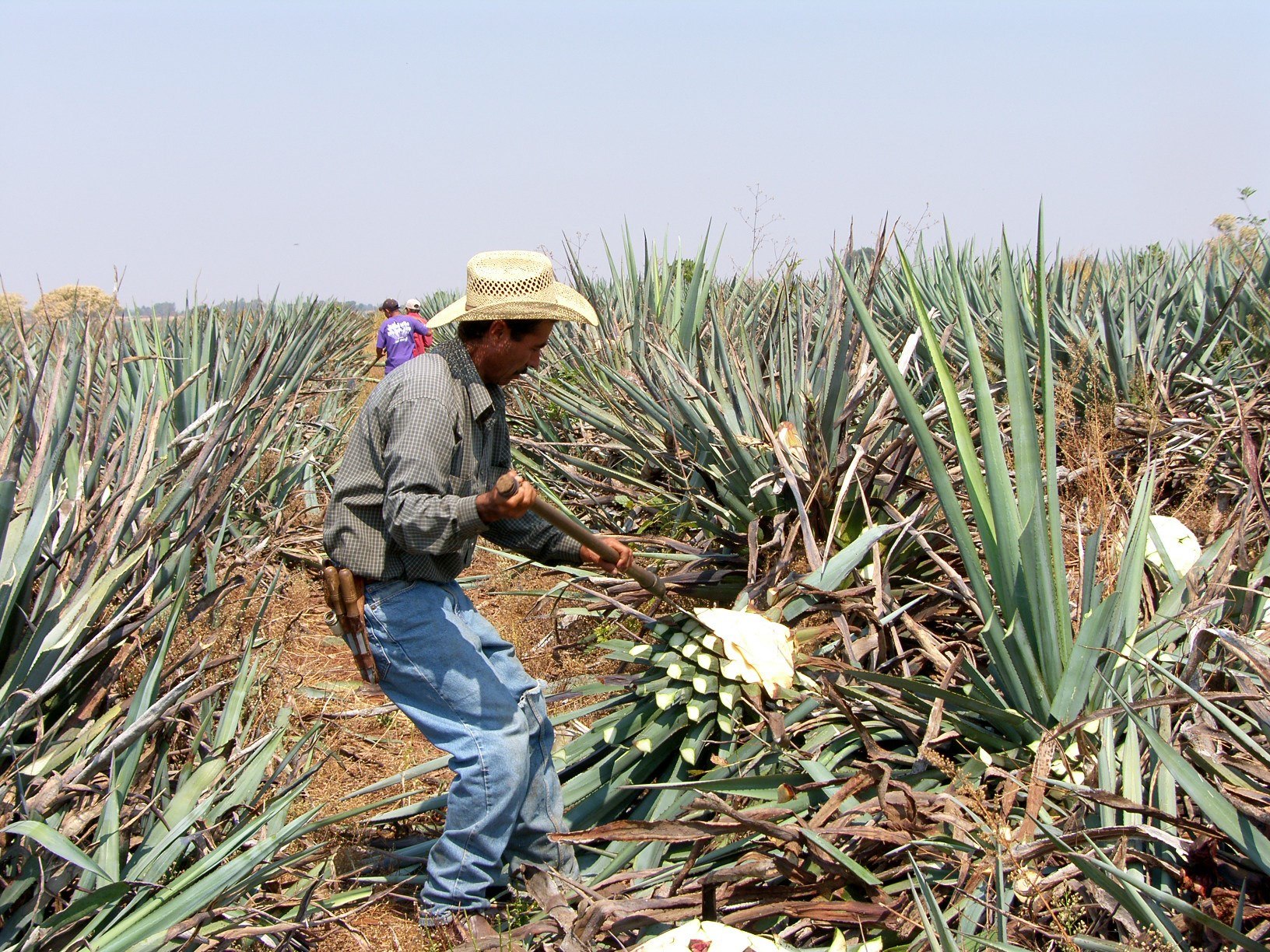 El tequila mexicano se protege contra los efectos del cambio climático