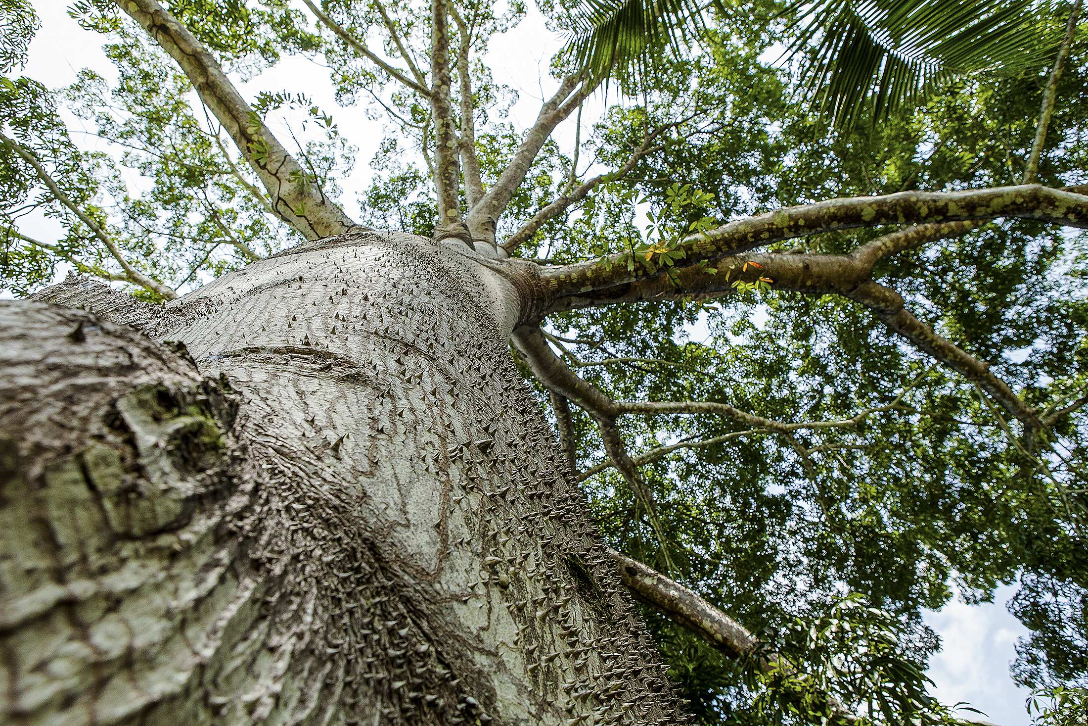 Colombia a la vanguardia de proyectos contra la deforestación