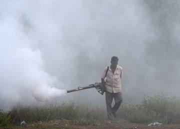 Hallan mosquito transmisor de malaria resistente a los insecticida