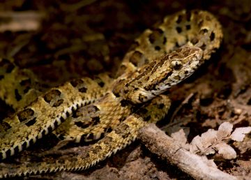 Descubren una nueva especie de serpiente venenosa endémica de Perú