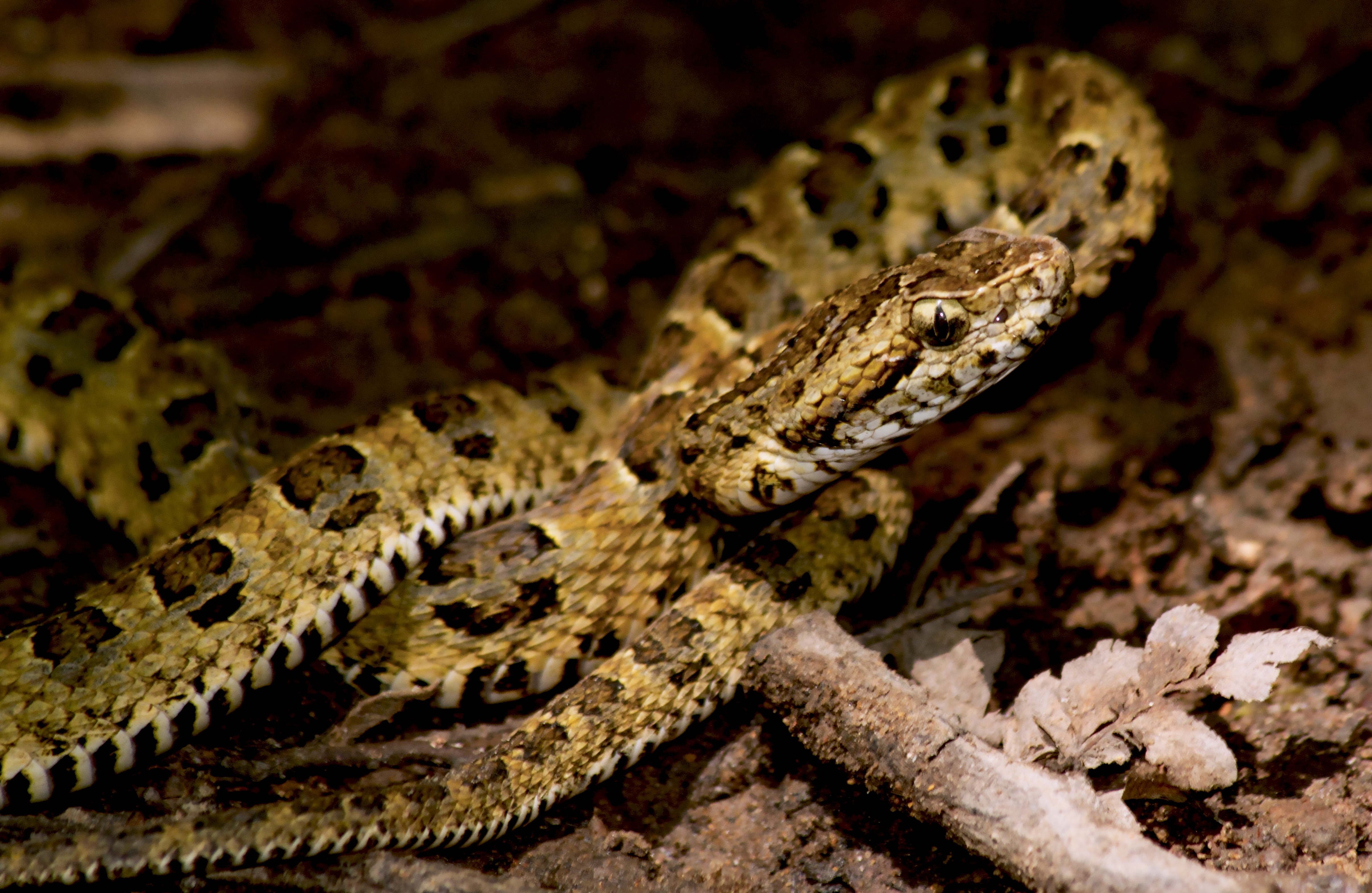 Descubren especie de serpiente venenosa endémica de Perú