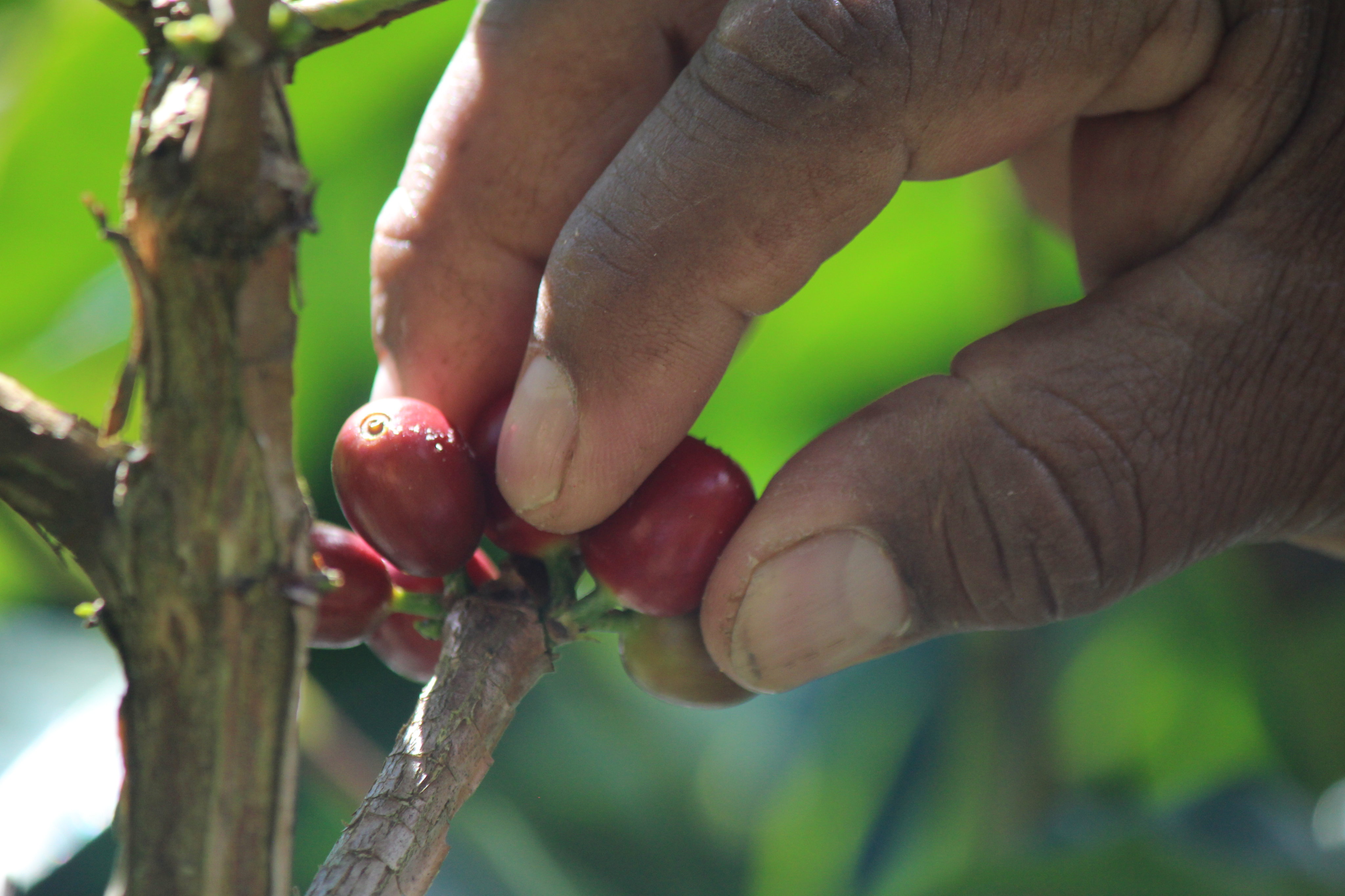 Panamá lanza documental sobre uno de los cafés más finos del mundo: el geisha