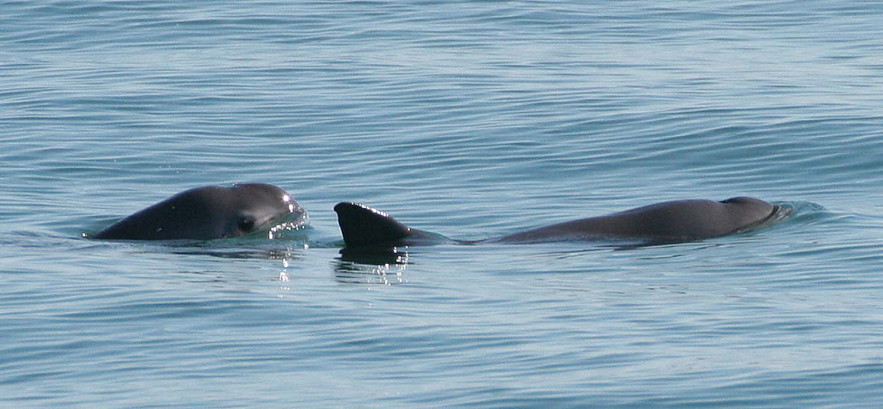 Realizarán pruebas de ADN a vaquita marina encontrada muerta