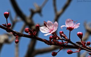 La predicción del florecimiento de los cerezos, un reto para los meteorólogos