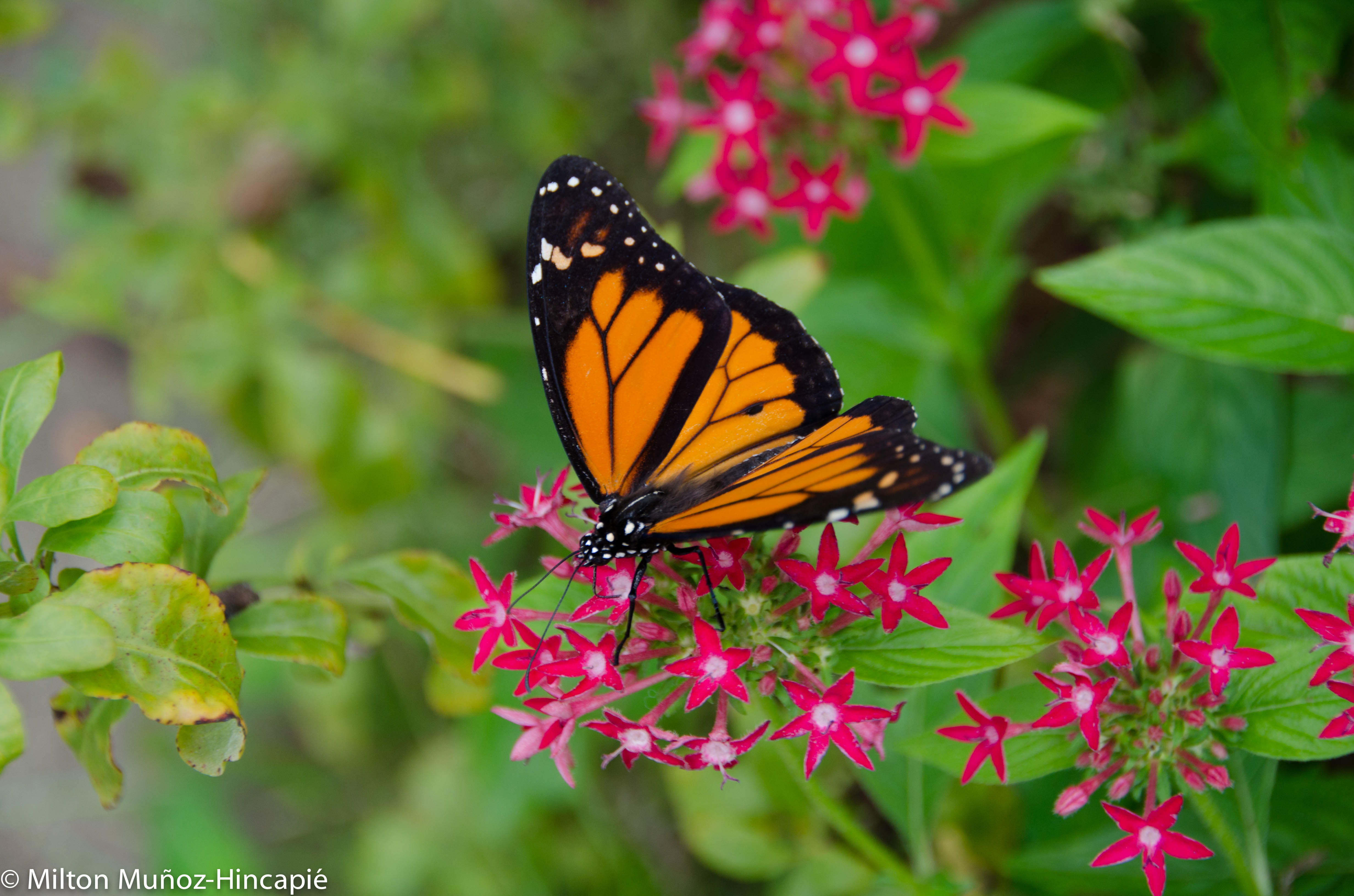 Clausuran predio en reserva de la Biósfera de la Mariposa Monarca