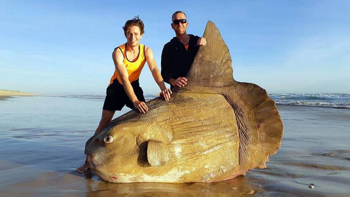 Pez luna gigante aparece en una playa de Australia